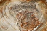 Polished Petrified Wood (Araucaria) Round - Madagascar #341524-1